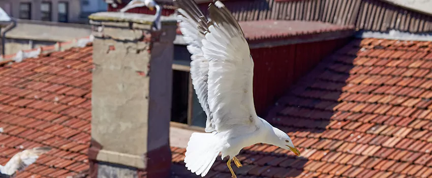 Residential Chimney Animal Removal Solution in Freeport, IL