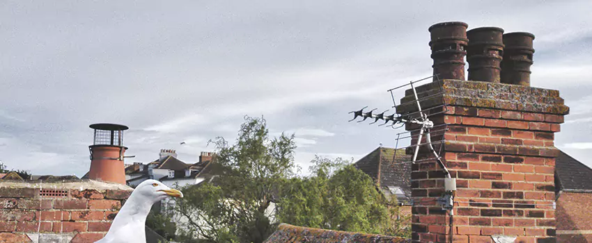 Chimney Cleaning And Restoration in Freeport, Illinois